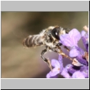Megachile ericetorum - Blattschneiderbiene m08.jpg